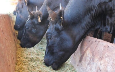 Debate em Mato Grosso do Sul, cavalo puro-árabe, vaca doadora e gado senepol