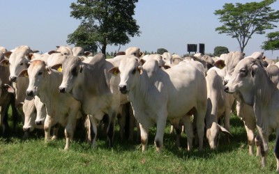 Com poucos negócios, preço do boi gordo cai em novembro