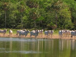 Mapa cria grupo para propor organização do Sistema Nacional de Emergências Agropecuárias