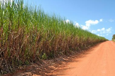 Agropecuária no Brasil: principais produtos