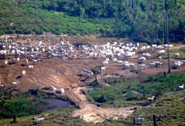 A agropecuária e os problemas ambientais