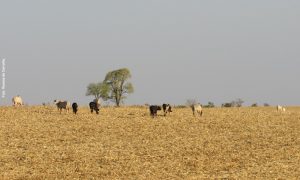 fazenda-jatai-agronegocio-cotacao