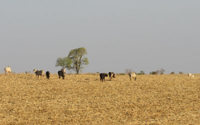 Agropecuária impulsiona economia do Brasil