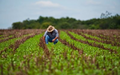 Carbono zero pode ser diferencial para o setor agropecuário no Mato Grosso do Sul