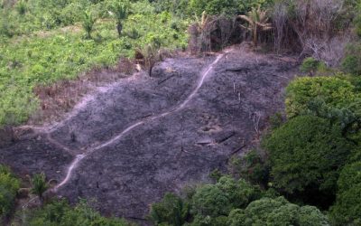 Amazônia Protege tem mais de mil ações do MPF contra desmatamento ilegal