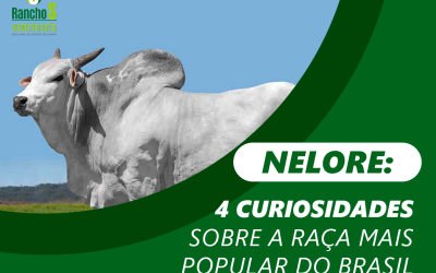 Confira 4 curiosidades sobre a raça Nelore