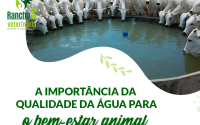 A importância da qualidade da água para o bem-estar animal