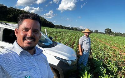 Acompanhamento de plantio de Sorgo para silagem